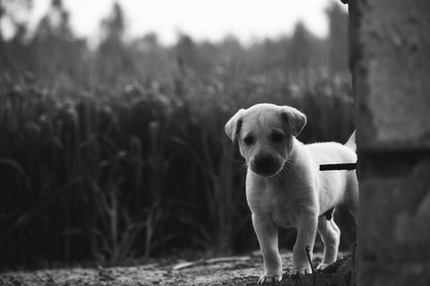 black and white photo - a sad puppy standing in the field