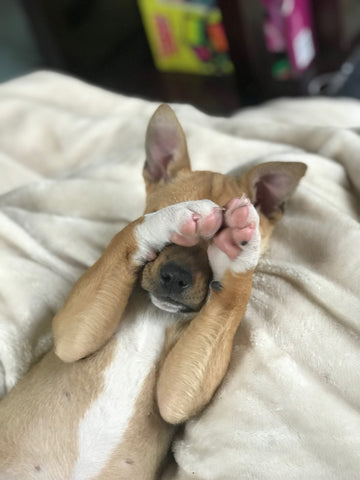 photo - a puppy laying down closing its eyes with its paws