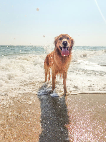 photo - a golden retriever looking at the camera while spanding in the ocean wet with sun shining