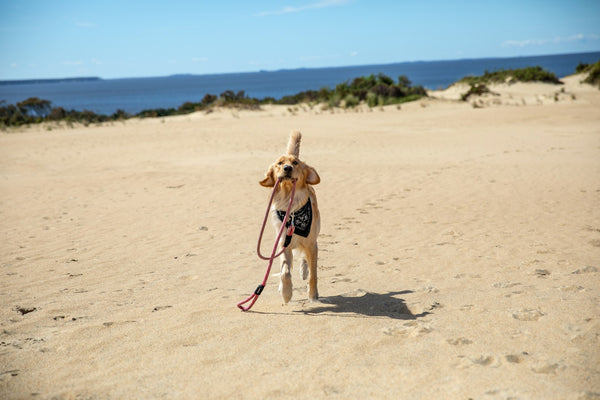 photo - a dog on a dog beach sydney sandy plain with lead in its mouth running towards the camera