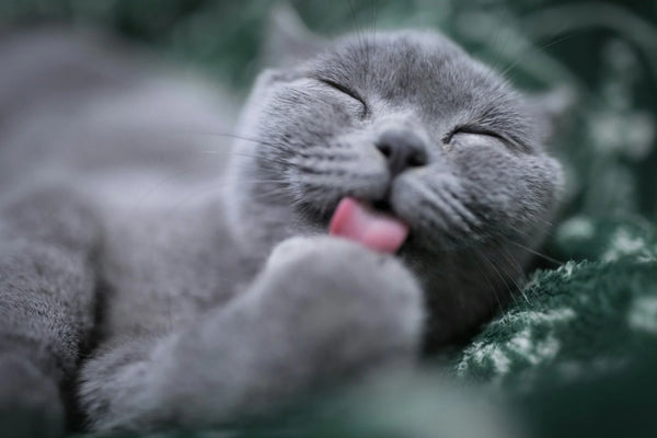 photo - a grey cat laying down in the grass licking its paw after eating a cat treat