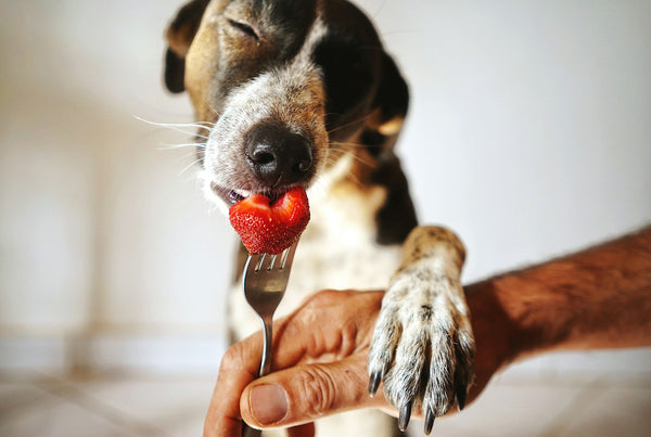 photo - a human hand holding a fork with a strawberry on it and a big dog eating the strawberry off of the fork in a living room