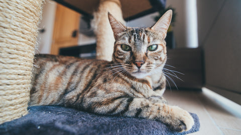 photo - a cat in an embroidered cat collar with name sitting under cat tree looking at the camera