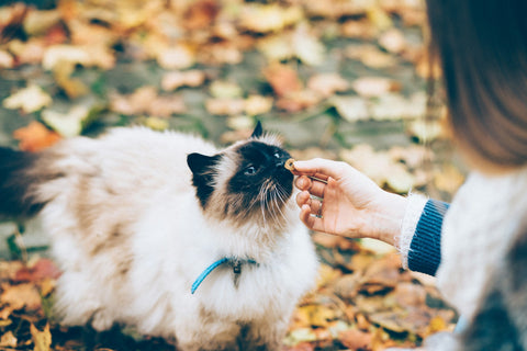 photo - a white fluffy cat Ragdoll weaing embroidered cat collar eating a treat that a woman is giving it