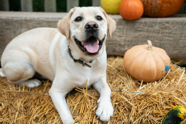 photo - homemade dog treats recipes vet approved with pumpkin