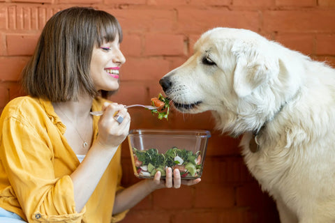 photo - a woman feeding her dog the Best Meat for Dogs