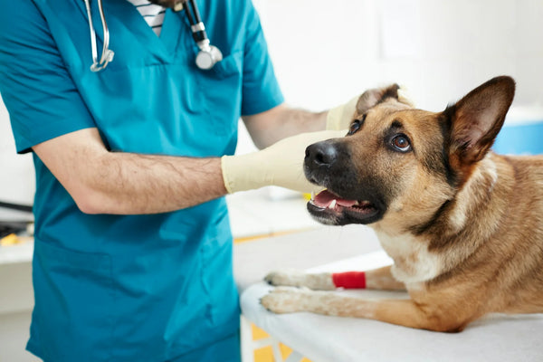 photo - a vet looking at a dog's vitals before desexing male dog