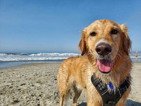 photo - a beach with blue sky and sea and yellow sand in the background and a happy golden retriever looking at the camera with its tongue out