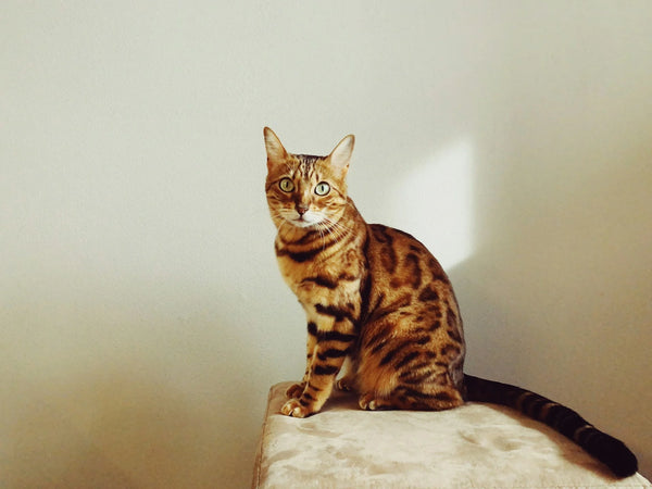photo - Bengal Australian cat breed cat sitting on a cat tree looking at the camera