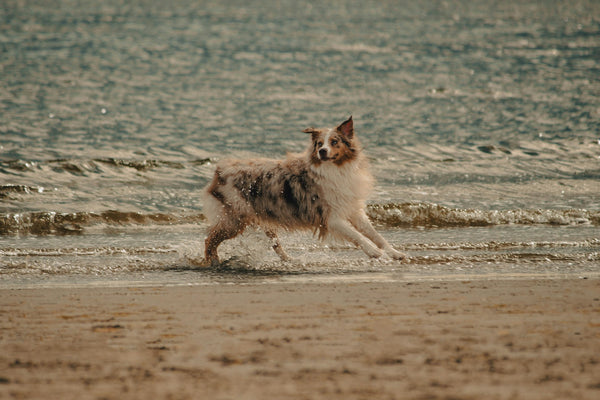 photo - an australian shepherd running on the beach during a dog reactivity training session