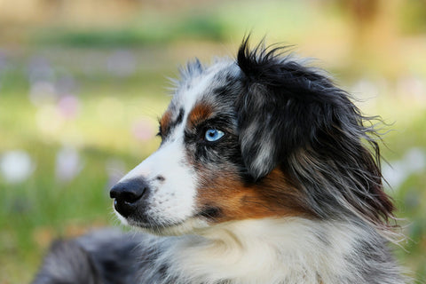 photo - a beautiful Australian shepherd dog looking to the left in a park
