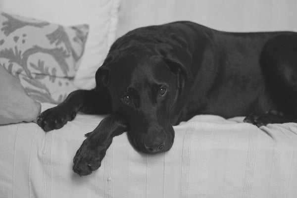 black and white photo of a black dog laying on the couch and looking at the camera