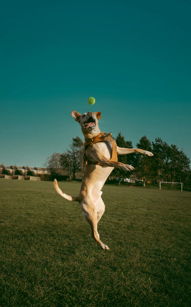 photo - a healthy dog jumping up into the air with a dog toy in its mouth