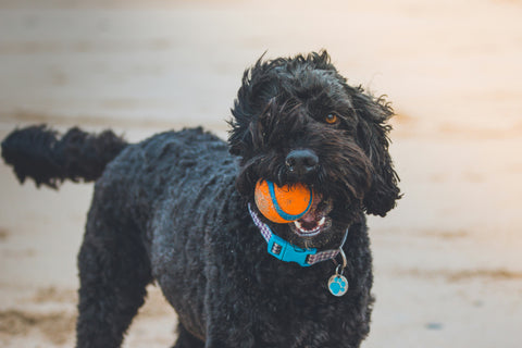 photo - a black big dog with an orange ball in its mouth on a beach looking at the camera