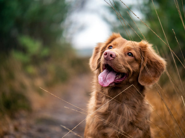 photo - a ginger australian shepherd looking up with it's tongue out while sitting on a dirt path with trees around