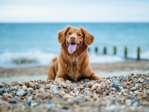 photo - a dog smiling with its tongue out while resting on a dog beach