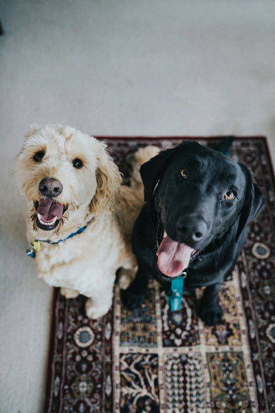 photo - two dogs looking up waiting to go on a walk with a double dog lead