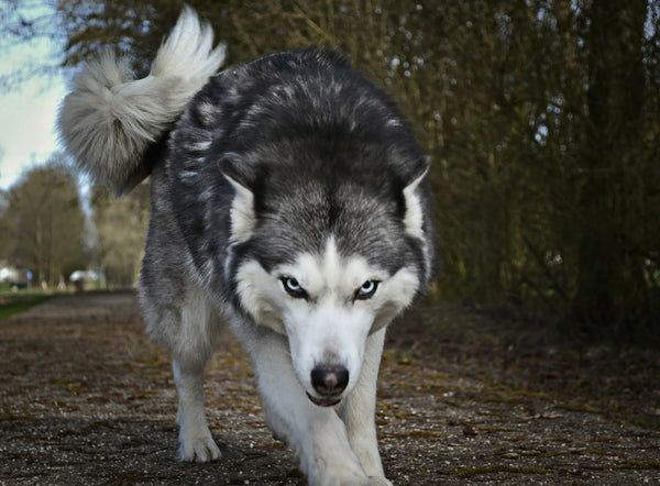 photo - an aggressive husky dog during dog aggression training