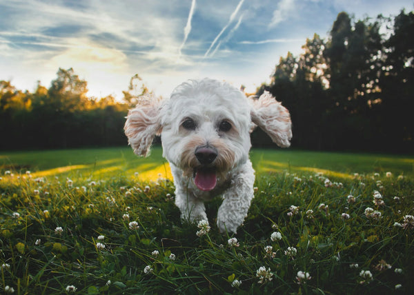 photo - happy white dog running towards the camera in a park to get one of its dog toys