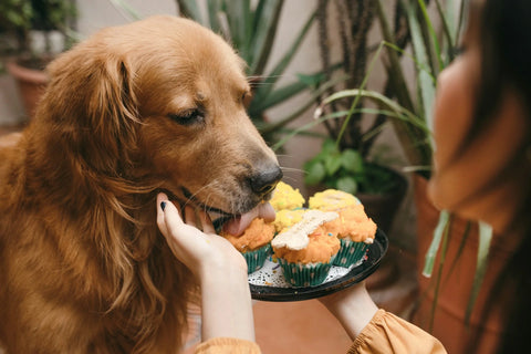 photo - a dog eating a muffin his owner is feeding it, 20 foods harmful to dogs
