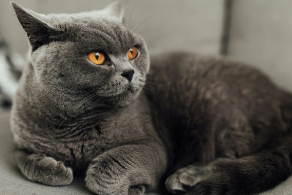 photo - a british shorthair Australian cat breed cat sitting on the sofa and looking to the side