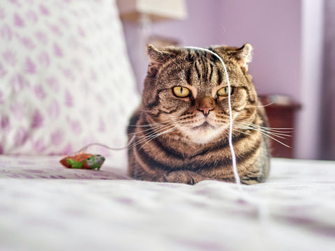 photo - an adopted grumpy cat sitting on the bed with a toy on its head