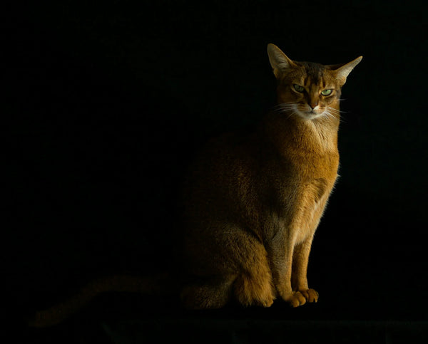 photo - a proud abyssinian cat sitting in the dark studio looking at the camera
