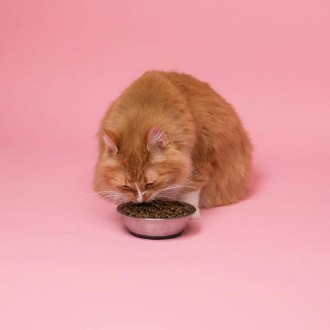 photo - a pink studio backgrop with an orange fluffy cat sitting in the middle eating food out of a cat bowl