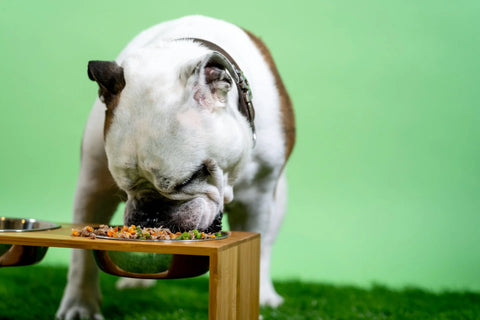 photo - a bulldog eating canine diet food from a bowl in a photo-studio setting