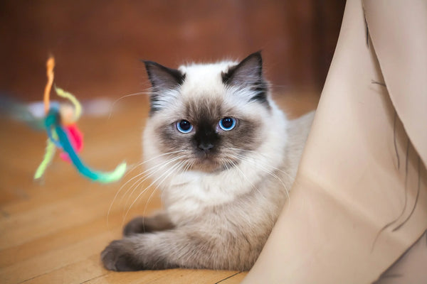 photo - ragdoll types of cats in Australia sitting on the floor with a cat toy looking at the camera