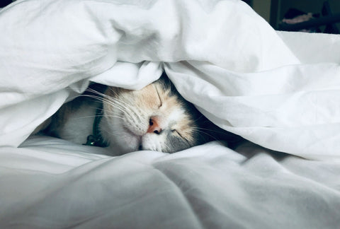 photo - a white cat sleeping under the blankets in the bedroom on the bed