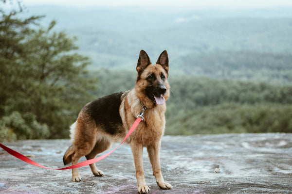 photo - german shepherd standing with a leash on and looking to the side against a scenic background of nature