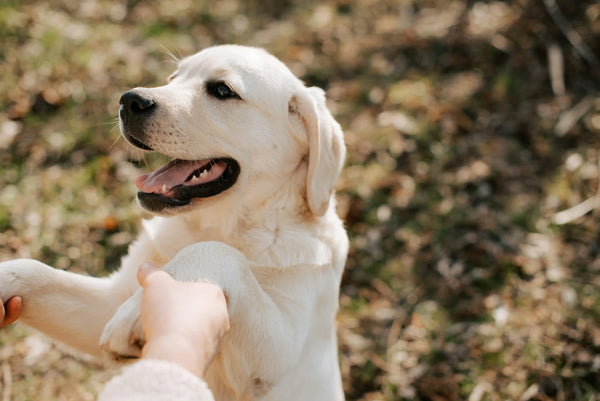 photo - a happy dog held by its paws outside wearing dog collar and lead set