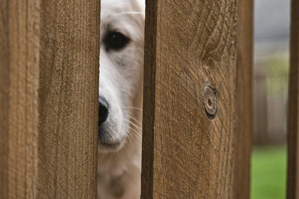 photo - a dog who is about to dig under the fence, how to stop a dog from digging under a fence