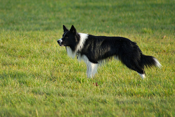 photo - a working dog border collie, black and white, is looking ahead while standing in the grass