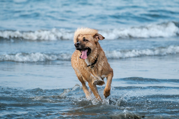 photo - a big dog running in the ocean water with its tongue out on a beach in sydney