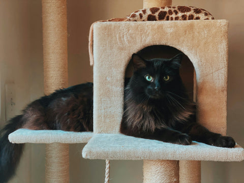 photo - a black fluffy cat sitting on a cat tree