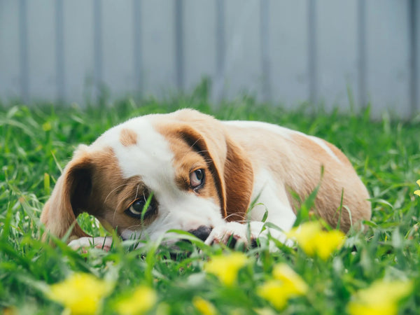 photo - a puppy next to a fence how to stop dogs digging under fence