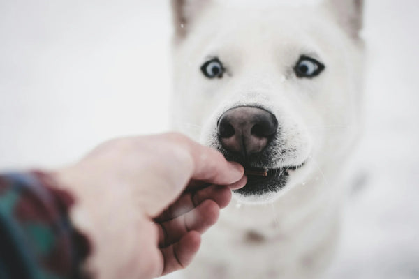 photo - a white dog taking yummy healthy dog treats from their owner