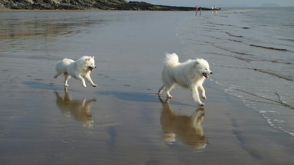 photo - two white fluffy dogs running towards the ocean on a Sydney dog beach