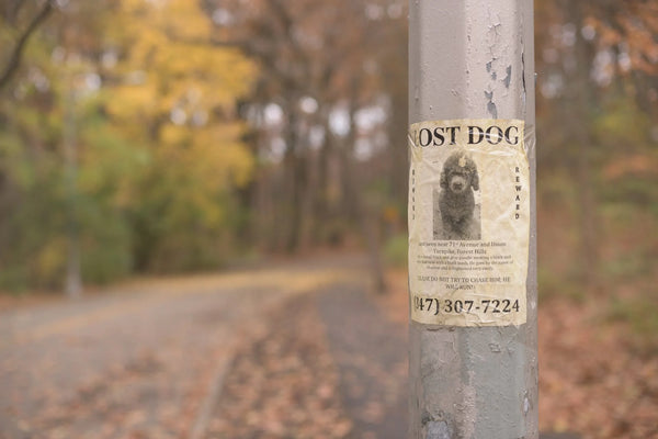 photo - a missing dog posted hanging on the lamp post due to lack of personalised dog leashes and collars with name