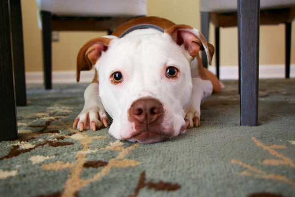 photo - a cute dog looking at the camera with puppy eyes, how to calm a reactive dog