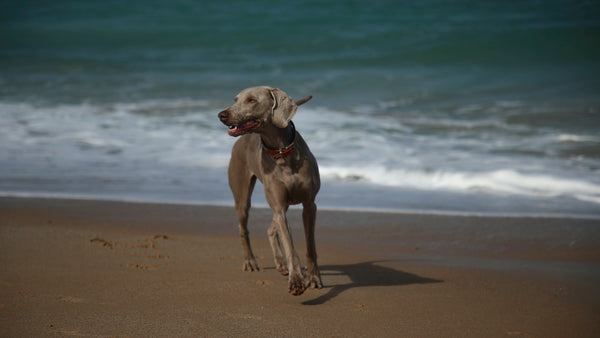 photo - a big dog on a beach looking to the side with waves behind it