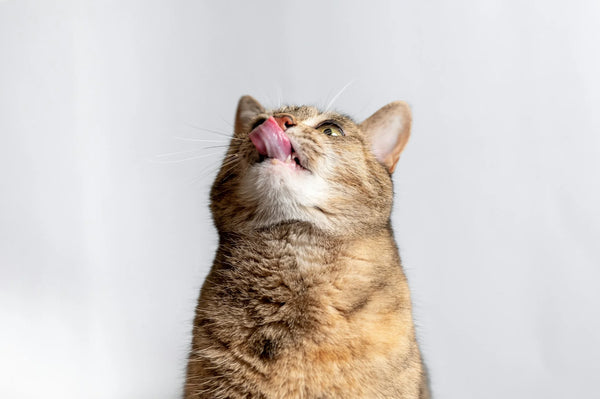 photo - a hundry cat looking up in a studio setting licking itself in hopes of getting a cat treat