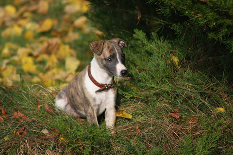 photo - a puppy in a collar sitting in the grass