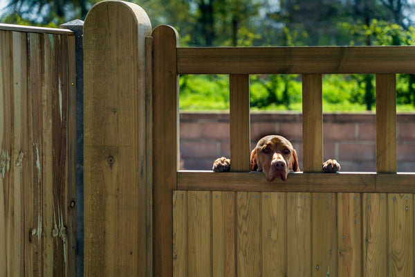 photo - a dog sticking its head out from above a dog proof fence