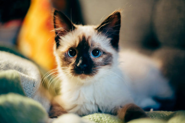 photo - Siamese Aussie cat breed kitten is laying down on soft blankets with a cat toy looking at the camera