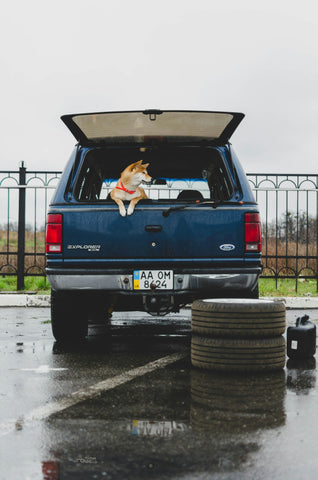 photo - a dog sitting in a ute truck bed looking to the side