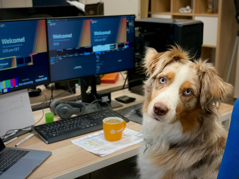 photo - photo - Australian Shepherd or Border Collie sitting at a computer desk with multiple screens looking at the camera