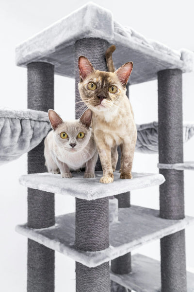 photo - two burmese cats looking at the camera from a cat tree representing burmese types of cats in Australia